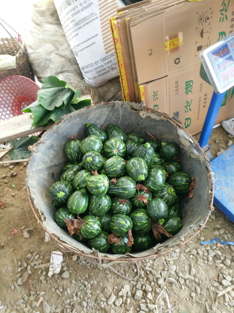小南瓜吊南瓜湖南浏阳精品小吊南瓜口感香翠