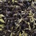换景花（换锦花）种球不带叶，不带泥，实数，人工清点