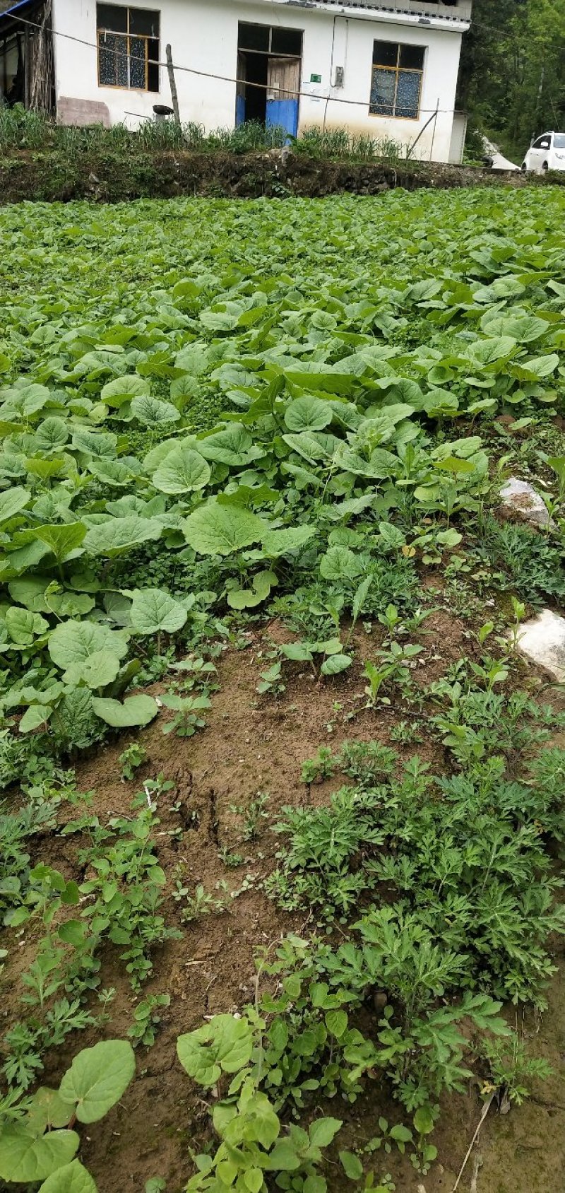 恩施土大黄苗马蹄大黄种芽.种根中药材苗