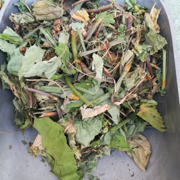 金荞麦茎叶野生苦荞麦茎叶晒干中药材