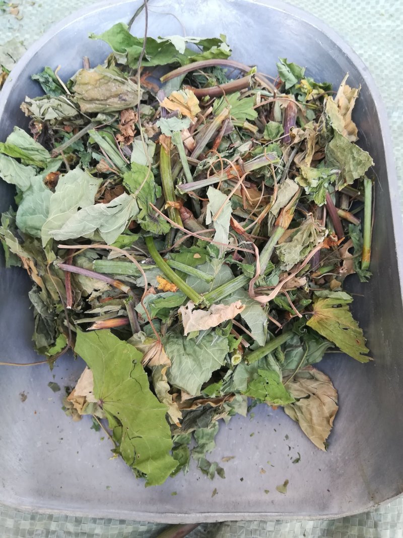 金荞麦茎叶野生苦荞麦茎叶晒干中药材