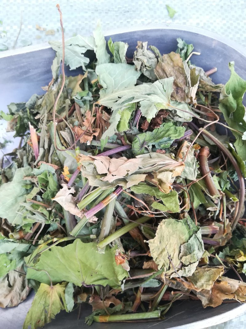 金荞麦茎叶野生苦荞麦茎叶晒干中药材