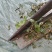 金荞麦茎叶野生苦荞麦茎叶晒干中药材