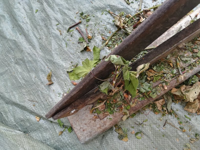 金荞麦茎叶野生苦荞麦茎叶晒干中药材