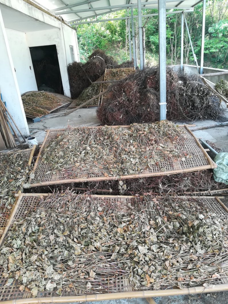 金荞麦茎叶野生苦荞麦茎叶晒干中药材