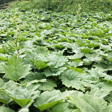 恩施土大黄苗马蹄大黄种芽.种根中药材苗