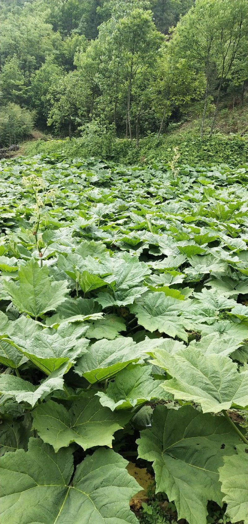 恩施土大黄苗马蹄大黄种芽.种根中药材苗
