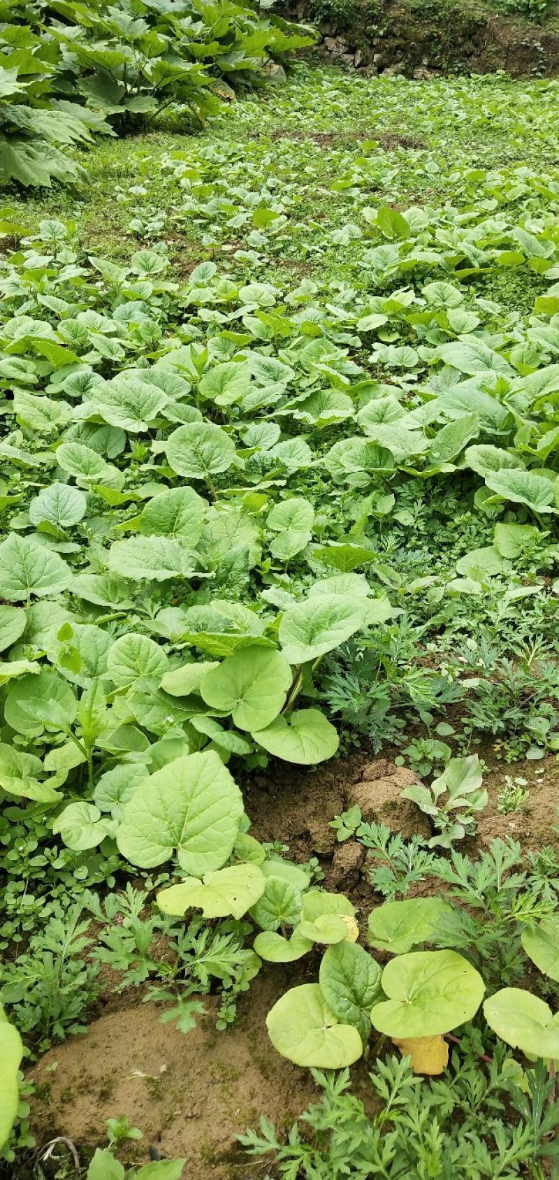 恩施土大黄苗马蹄大黄种芽.种根中药材苗