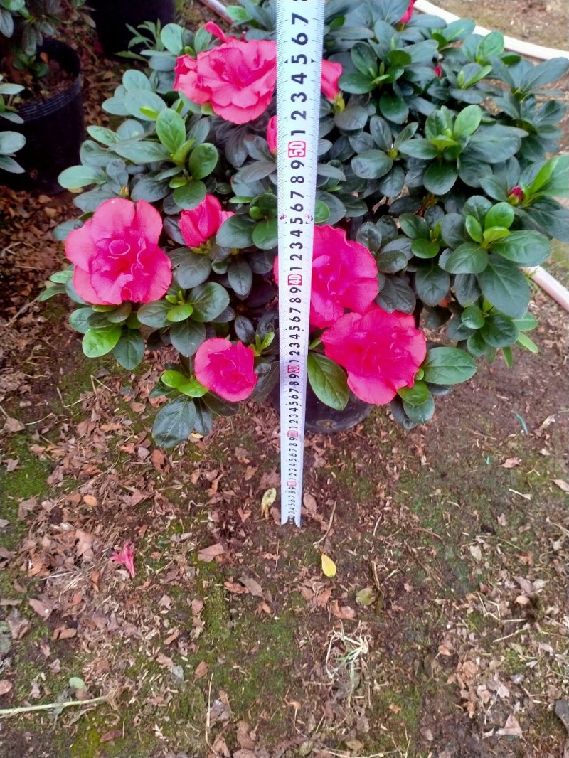 精品23杯梅红杜鹃原装带土发货基地直销大量有货