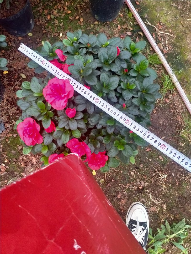 精品23杯梅红杜鹃原装带土发货基地直销大量有货