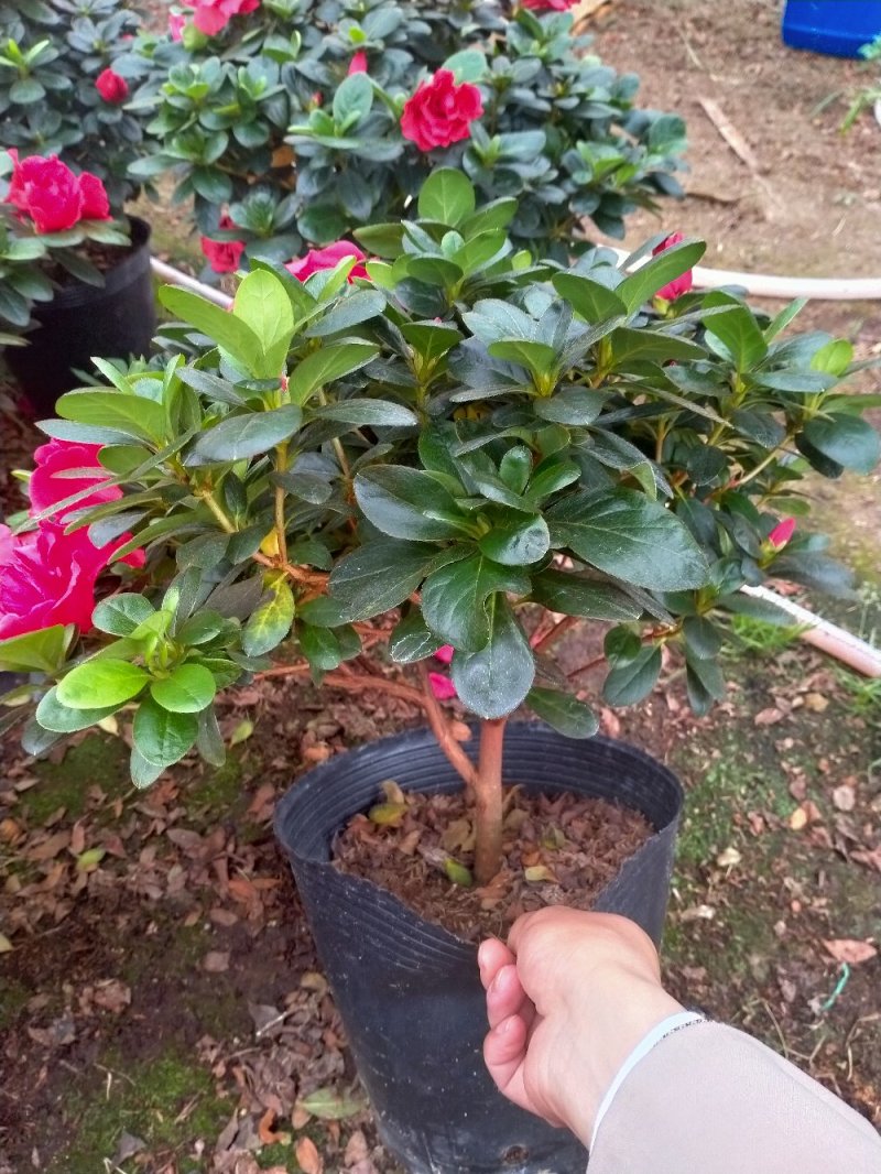 精品23杯梅红杜鹃原装带土发货基地直销大量有货
