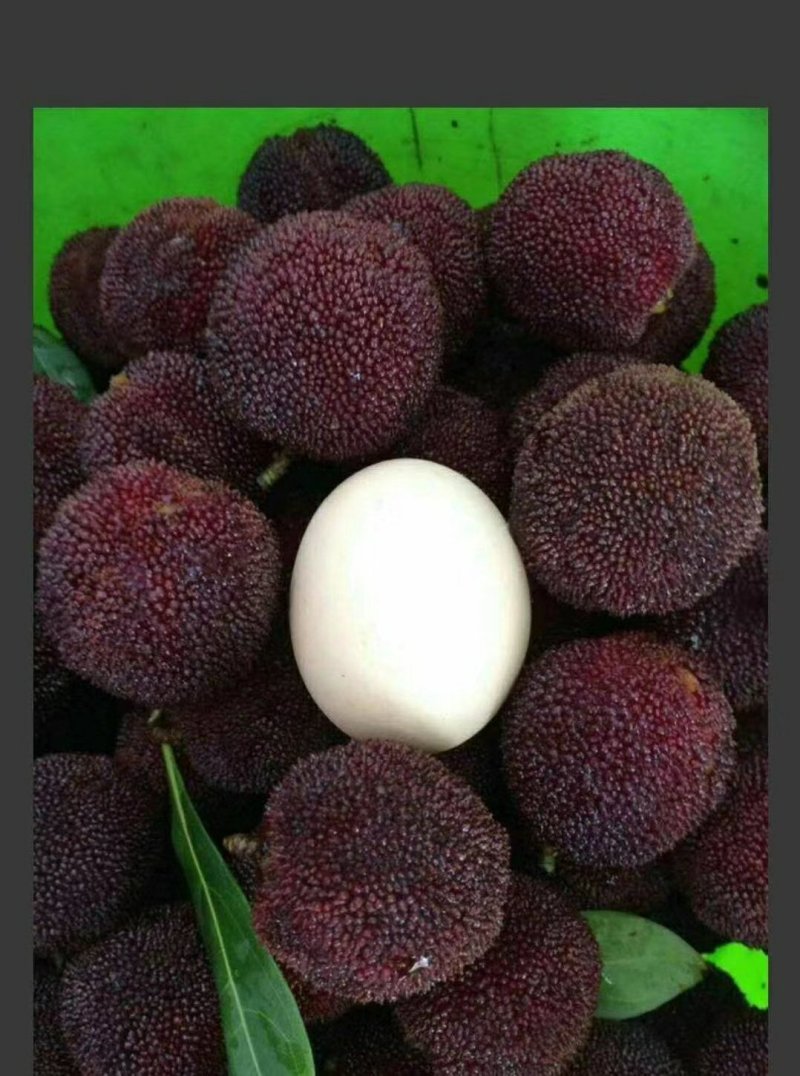 精品东魁上市啦！！！高山上的美味！口感纯正！味道爽甜！！