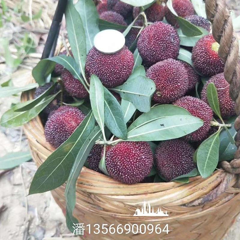 正宗嫁接杨梅苗荸荠种黑炭杨杨梅东魁杨梅新品良种早佳杨梅树
