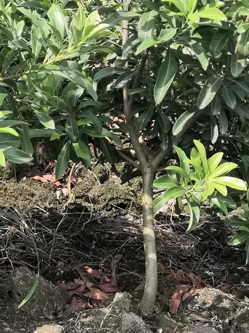 正宗嫁接杨梅苗荸荠种黑炭杨杨梅东魁杨梅新品良种早佳杨梅树