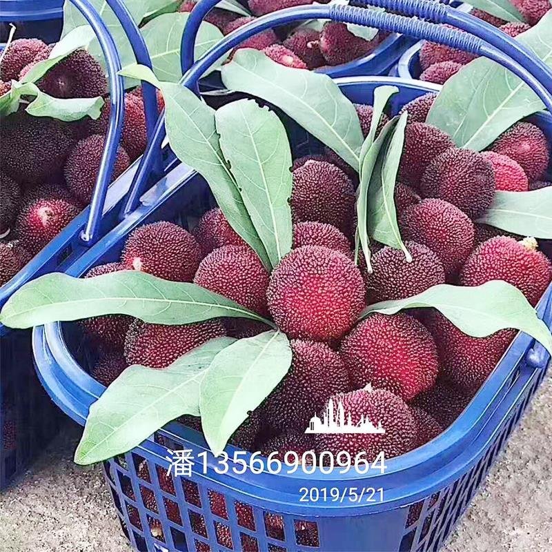 正宗嫁接杨梅苗荸荠种黑炭杨杨梅东魁杨梅新品良种早佳杨梅树