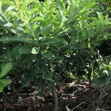 正宗嫁接杨梅苗荸荠种黑炭杨杨梅东魁杨梅新品良种早佳杨梅树