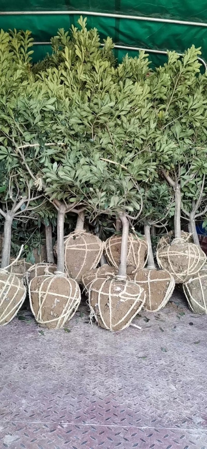 正宗嫁接杨梅苗荸荠种黑炭杨杨梅东魁杨梅新品良种早佳杨梅树