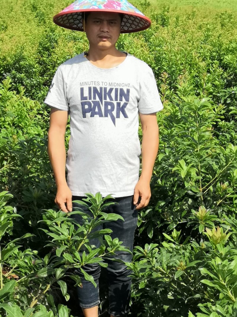 正宗嫁接杨梅苗荸荠种黑炭杨杨梅东魁杨梅新品良种早佳杨梅树