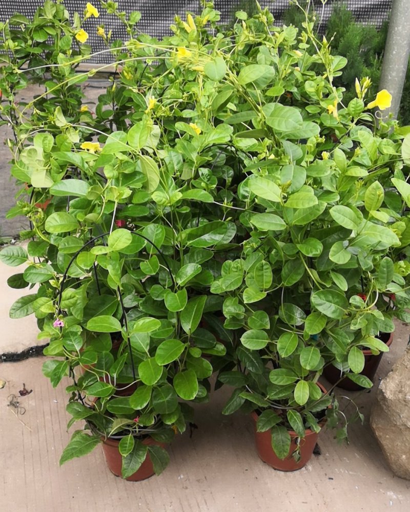 飘香藤，观叶赏花，四季常青盆栽。常年供应，量大优惠