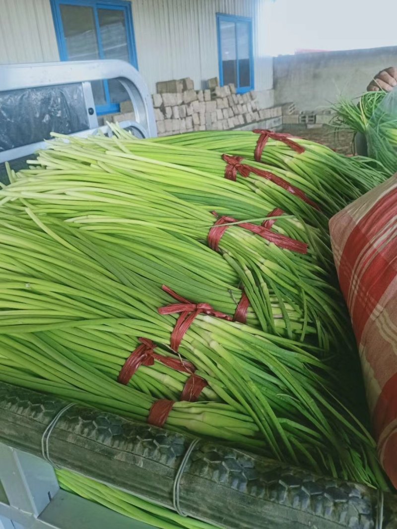 蒜苔上市