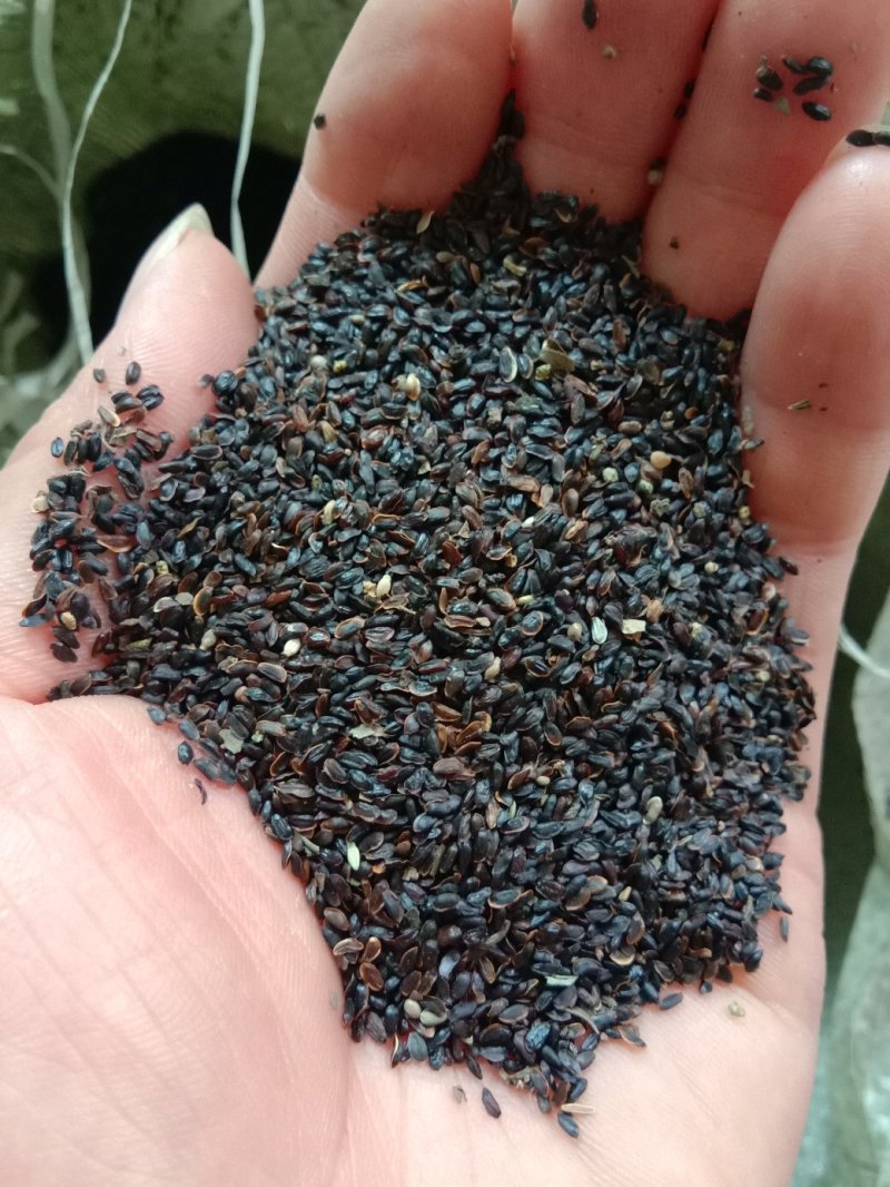 桔梗种子，批发各种药材种子，花卉种子，种苗。