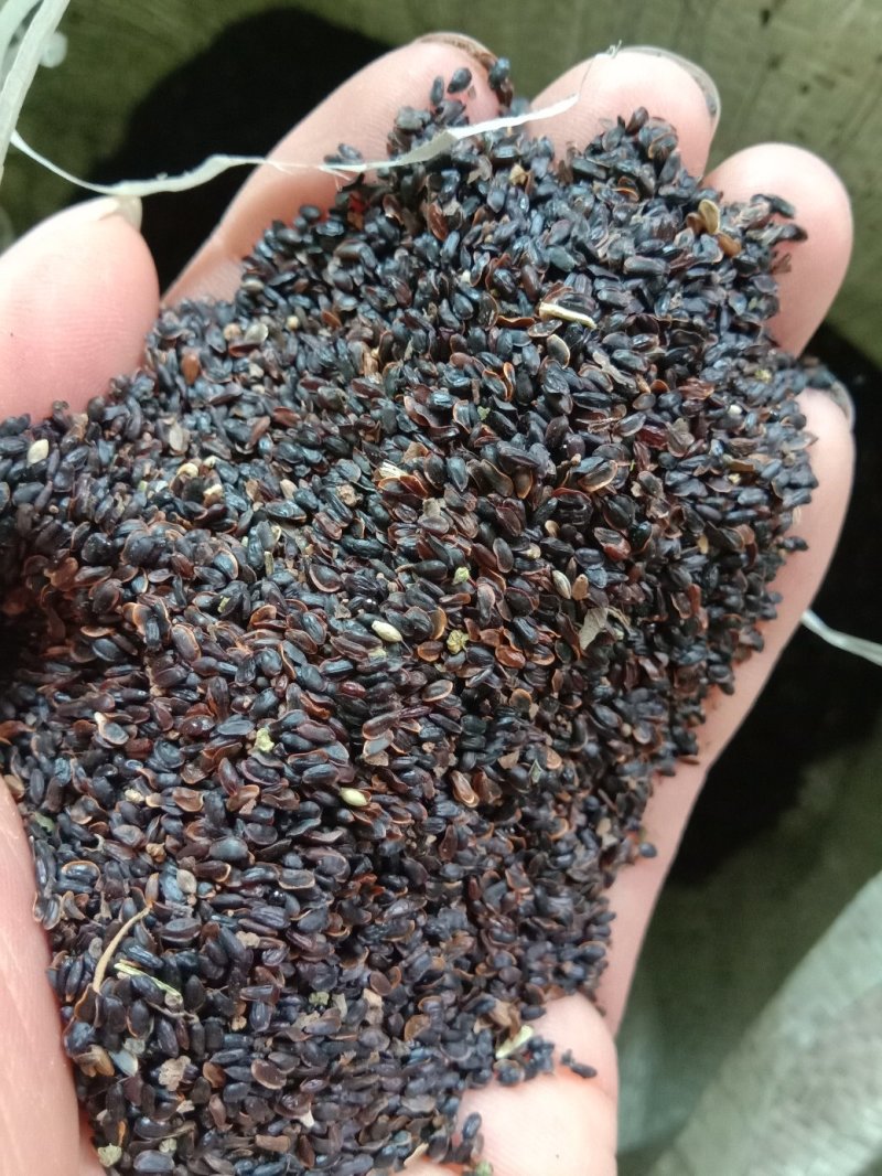 桔梗种子，批发各种药材种子，花卉种子，种苗。