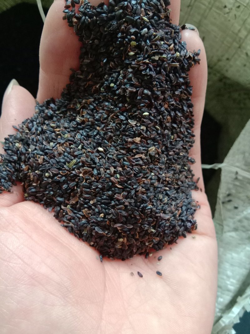 桔梗种子，批发各种药材种子，花卉种子，种苗。