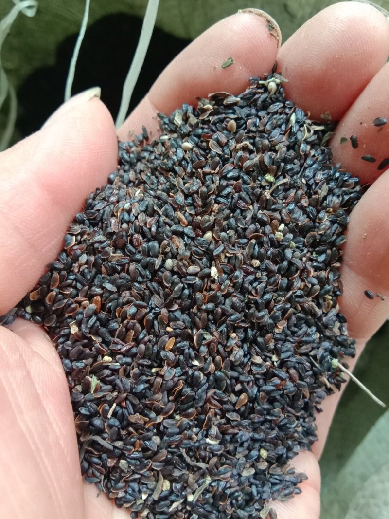 桔梗种子，批发各种药材种子，花卉种子，种苗。