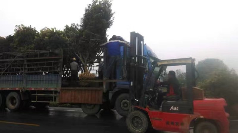 嫁接杨梅苗黑炭东魁大苗挂果杨梅树5~10公分带土球发货
