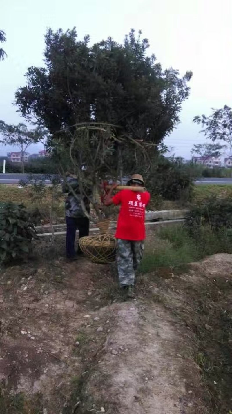 嫁接杨梅苗黑炭东魁大苗挂果杨梅树5~10公分带土球发货