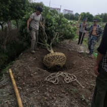 嫁接杨梅苗黑炭东魁大苗挂果杨梅树5~10公分带土球发货
