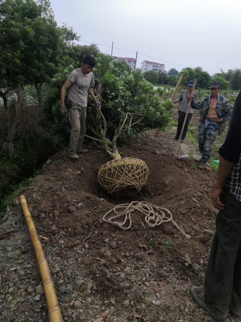 嫁接杨梅苗黑炭东魁大苗挂果杨梅树5~10公分带土球发货