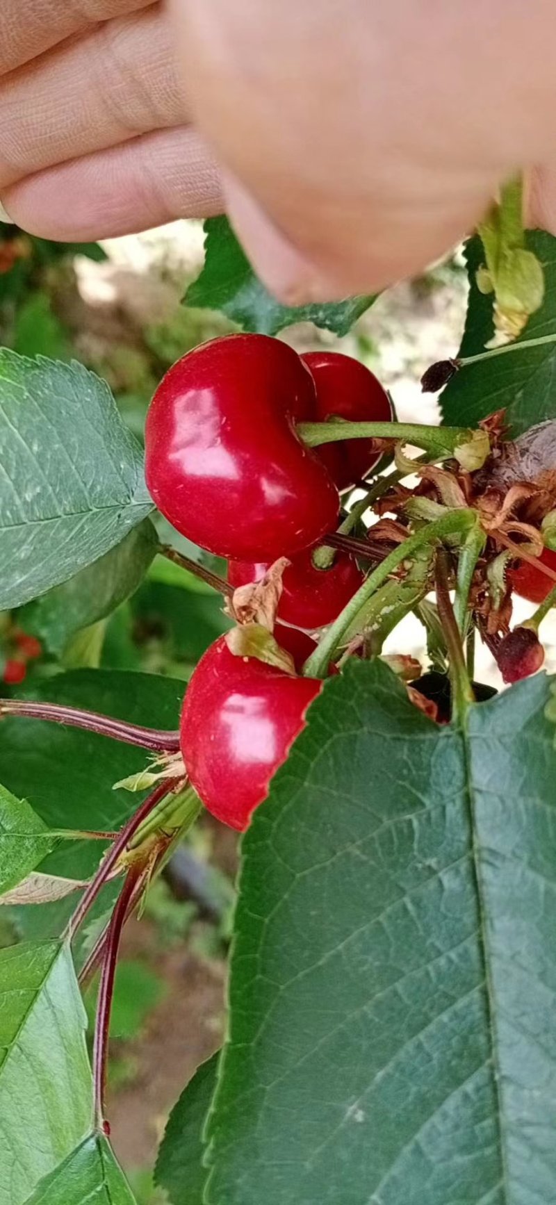 天水大樱桃