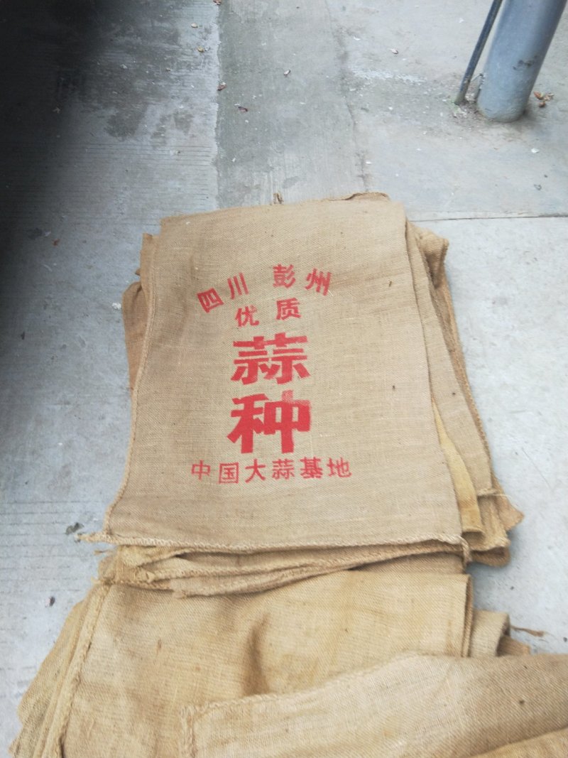 软叶蒜宝塔蒜寒蒜蒜苗蒜
