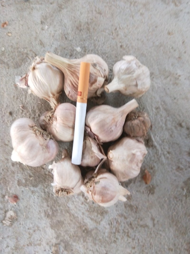 软叶蒜宝塔蒜寒蒜蒜苗蒜