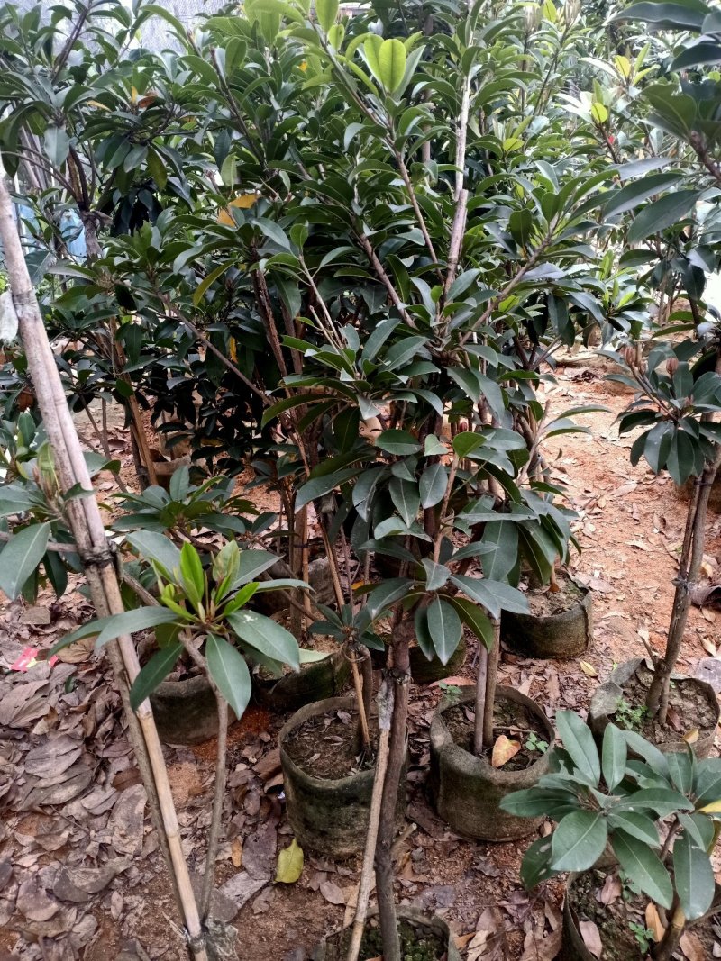人心果苗，，带果发货，带原土球发货！！大苗小苗都有！！