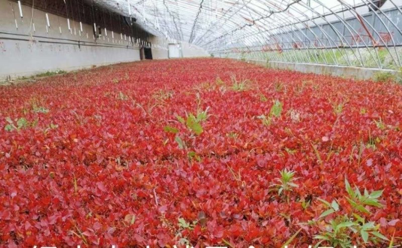 彩叶杨彩红杨千红杨冠彩红杨基地一树三色适应性强优势乡土树