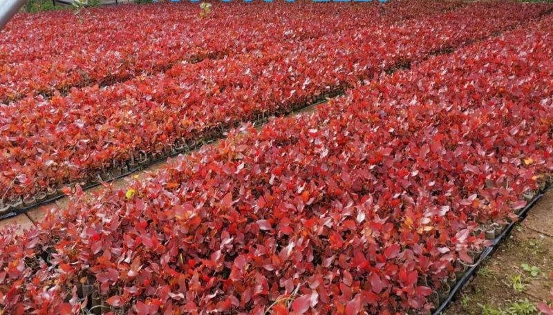 彩叶杨彩红杨千红杨冠彩红杨基地一树三色适应性强优势乡土树