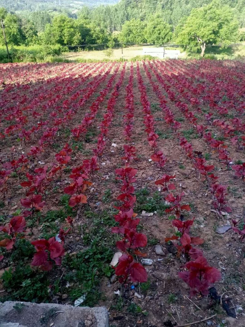 彩叶杨彩红杨千红杨冠彩红杨基地一树三色适应性强优势乡土树