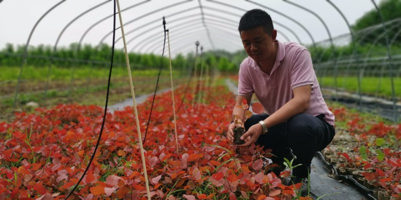 彩叶杨彩红杨千红杨冠彩红杨基地一树三色适应性强优势乡土树