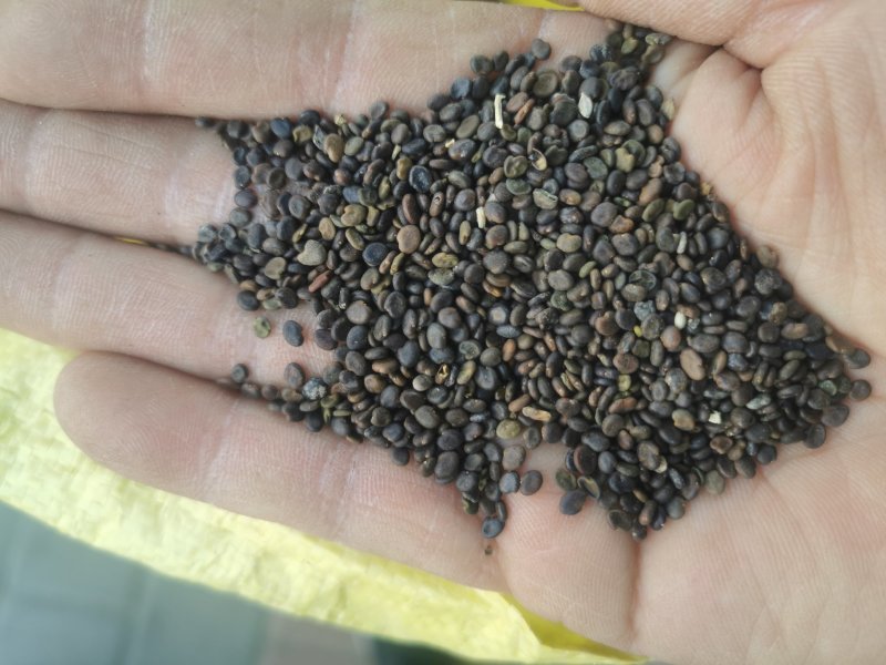 黄芪种子（铁芪）棉芪）保证发芽率！有大货您不来问问怎么知