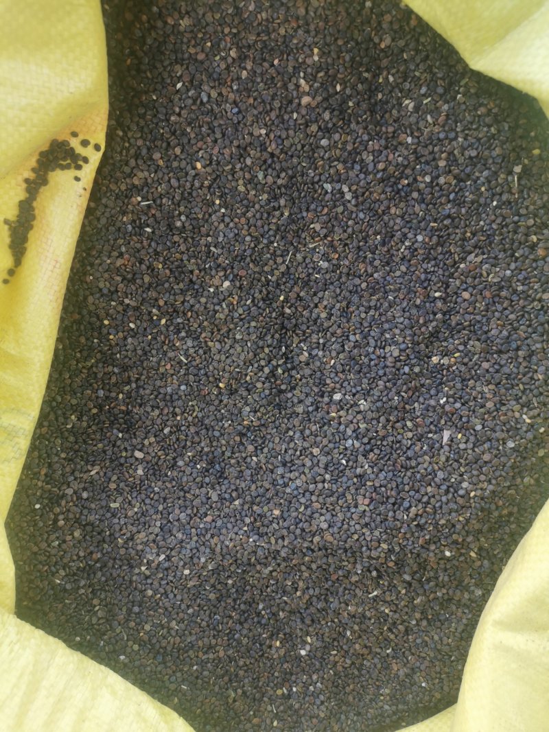 黄芪种子（铁芪）棉芪）保证发芽率！有大货您不来问问怎么知