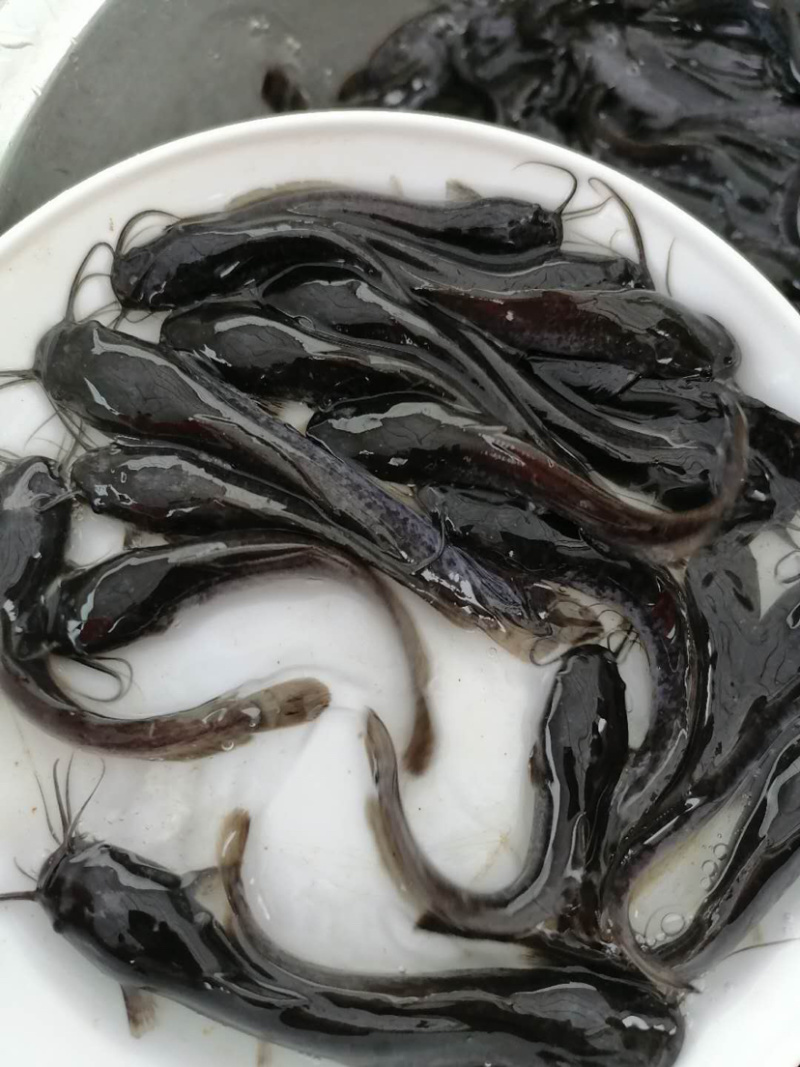 埃及鲶鱼苗规格大小已驯化食料，欢迎来咨询