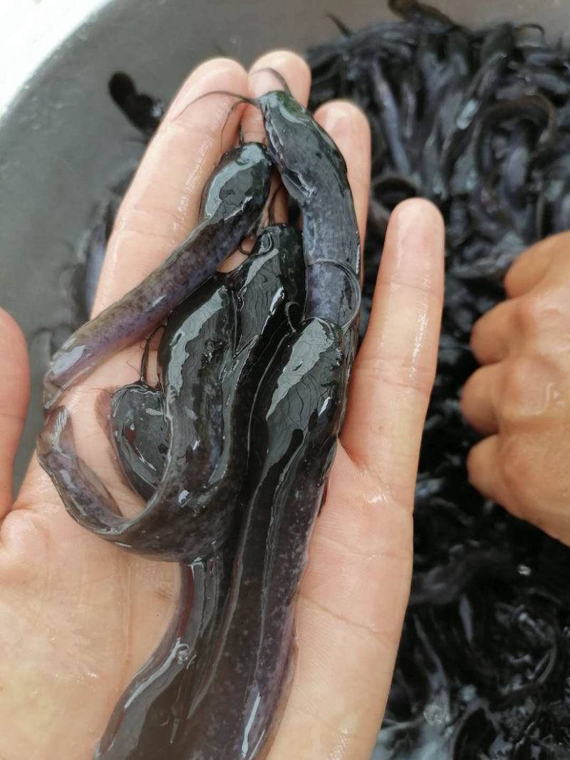 埃及鲶鱼苗规格大小已驯化食料，欢迎来咨询