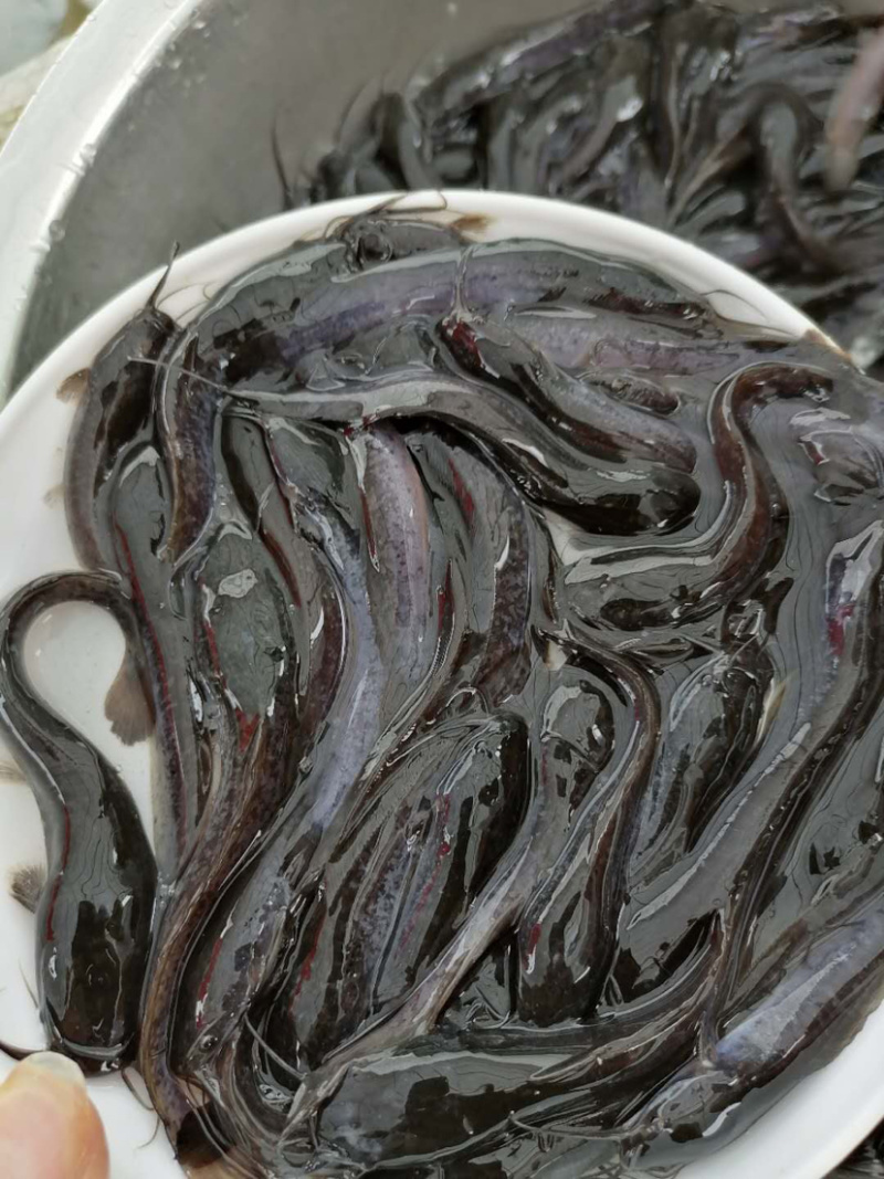 埃及鲶鱼苗规格大小已驯化食料，欢迎来咨询