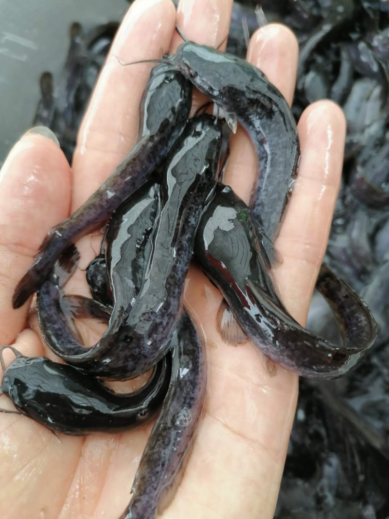 埃及鲶鱼苗规格大小已驯化食料，欢迎来咨询