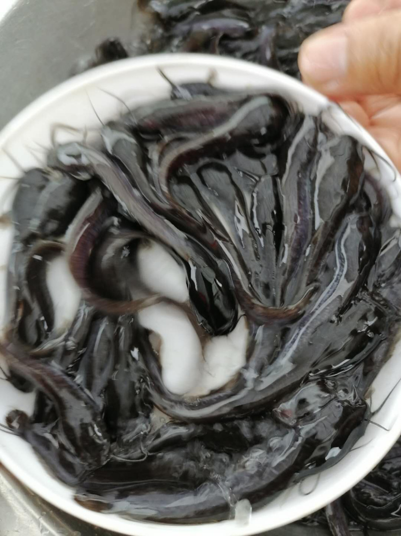 埃及鲶鱼苗规格大小已驯化食料，欢迎来咨询