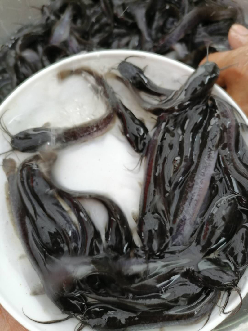 埃及鲶鱼苗规格大小已驯化食料，欢迎来咨询