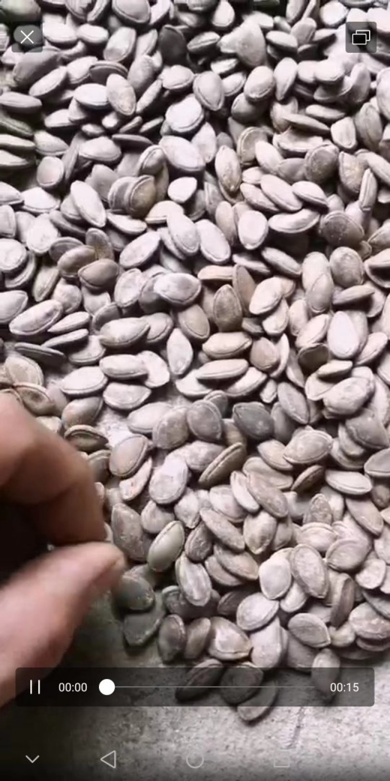 四川瓜篓苗双边瓜蒌种子批发