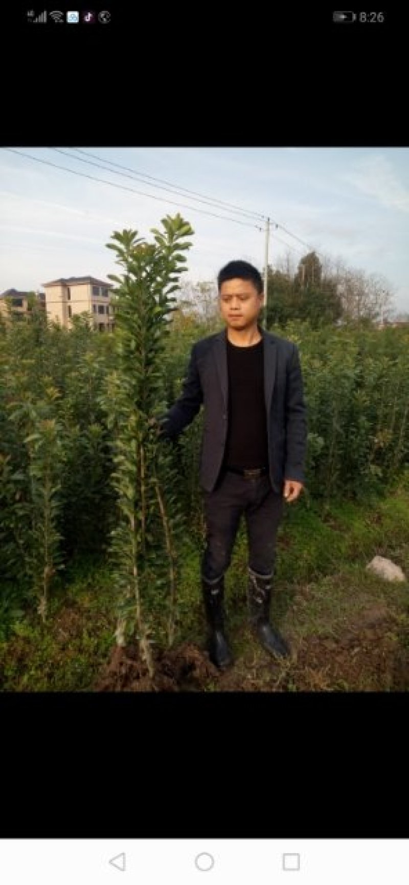 黑炭杨梅苗嫁接杨梅一年苗荸荠种